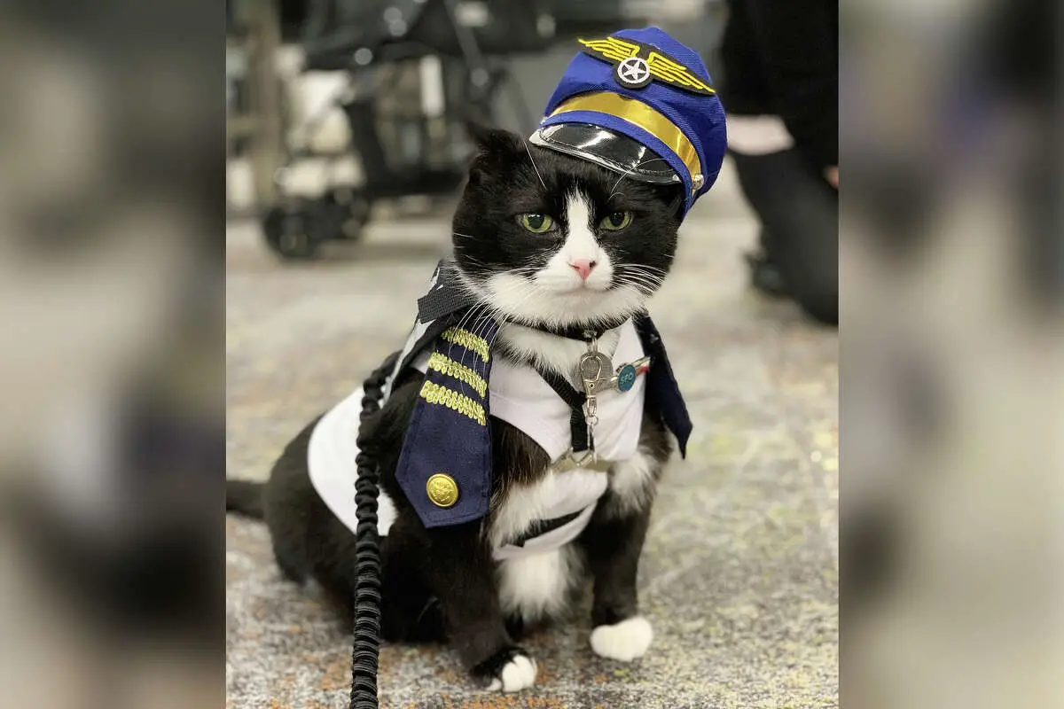 San Francisco International Airport Welcomes 14-Year-Old Cat, Duke Ellington Morris, to its Therapy Animal Team