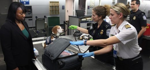 Which Airlines Allow Emotional Support Animals