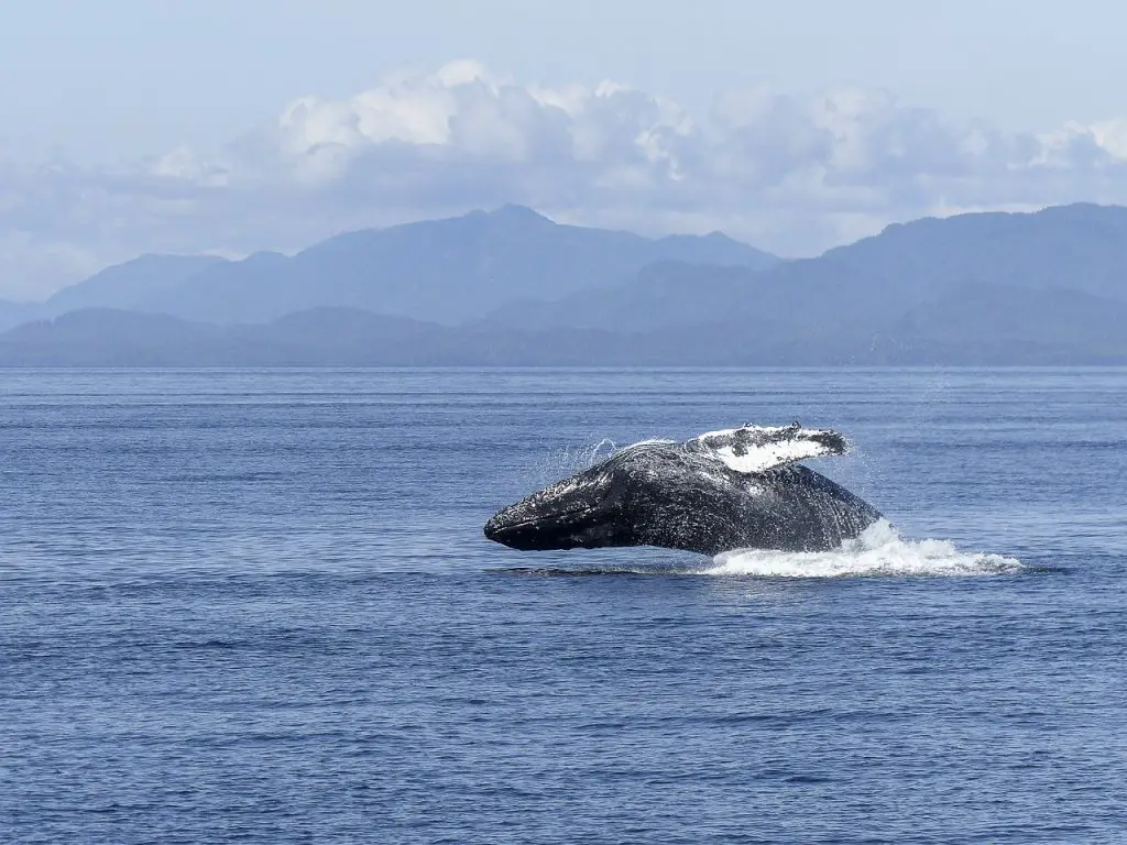 humpback whale 436118 1280