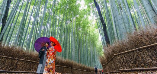 Shinrin-yoku: A Comprehensive Guide to Forest Bathing in Japan