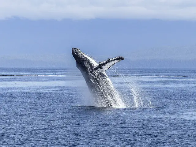 humpback whale 436120 640