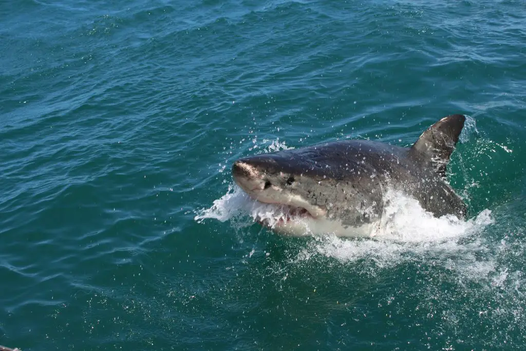 Can you cage dive with great white sharks in South Africa?