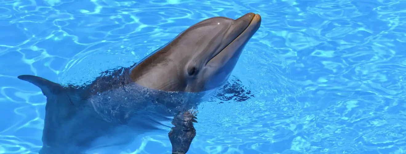 Does Bermuda have swimming with dolphins?