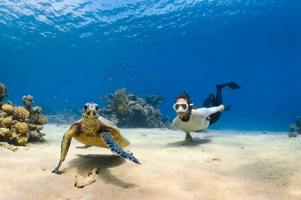 What is the best month to see turtles in Akumal?