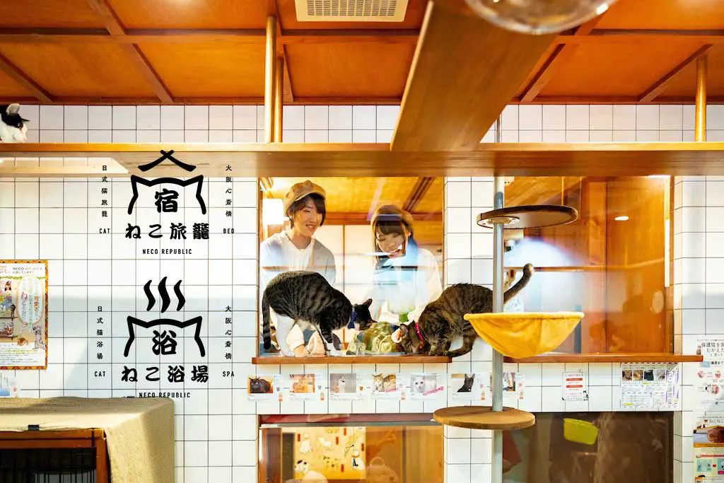 Top 10 Cat Cafés in Japan