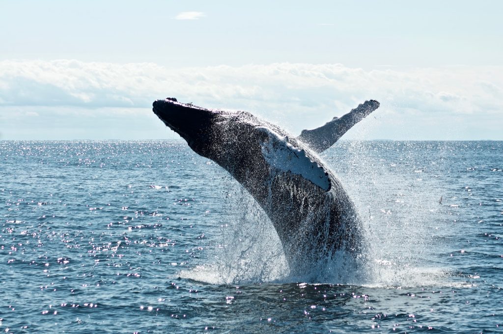 When and where can you see whales in Maui?