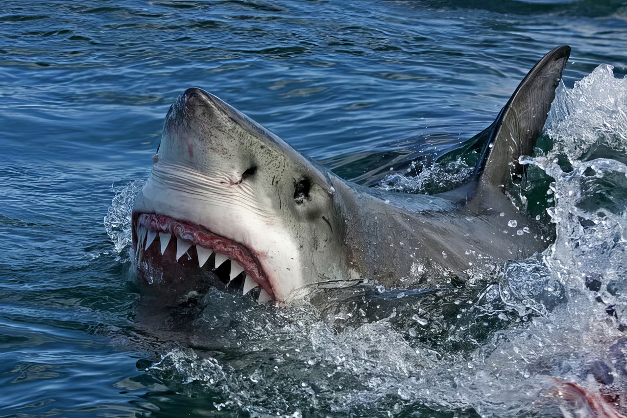 Where is the best place to scuba dive with great white sharks?