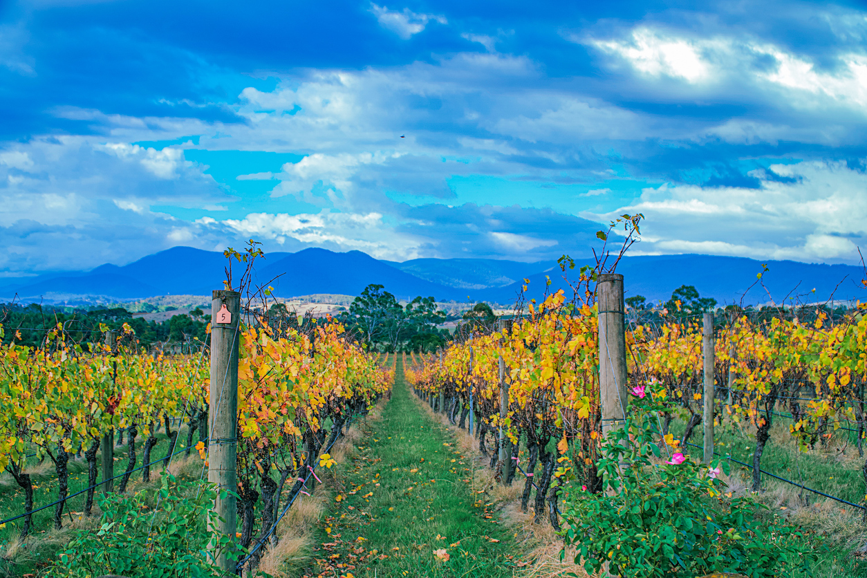 adelaide hills wineries Travel Guide