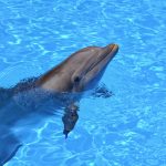 Swimming With Dolphins Dream: 15 Powerful Interpretations