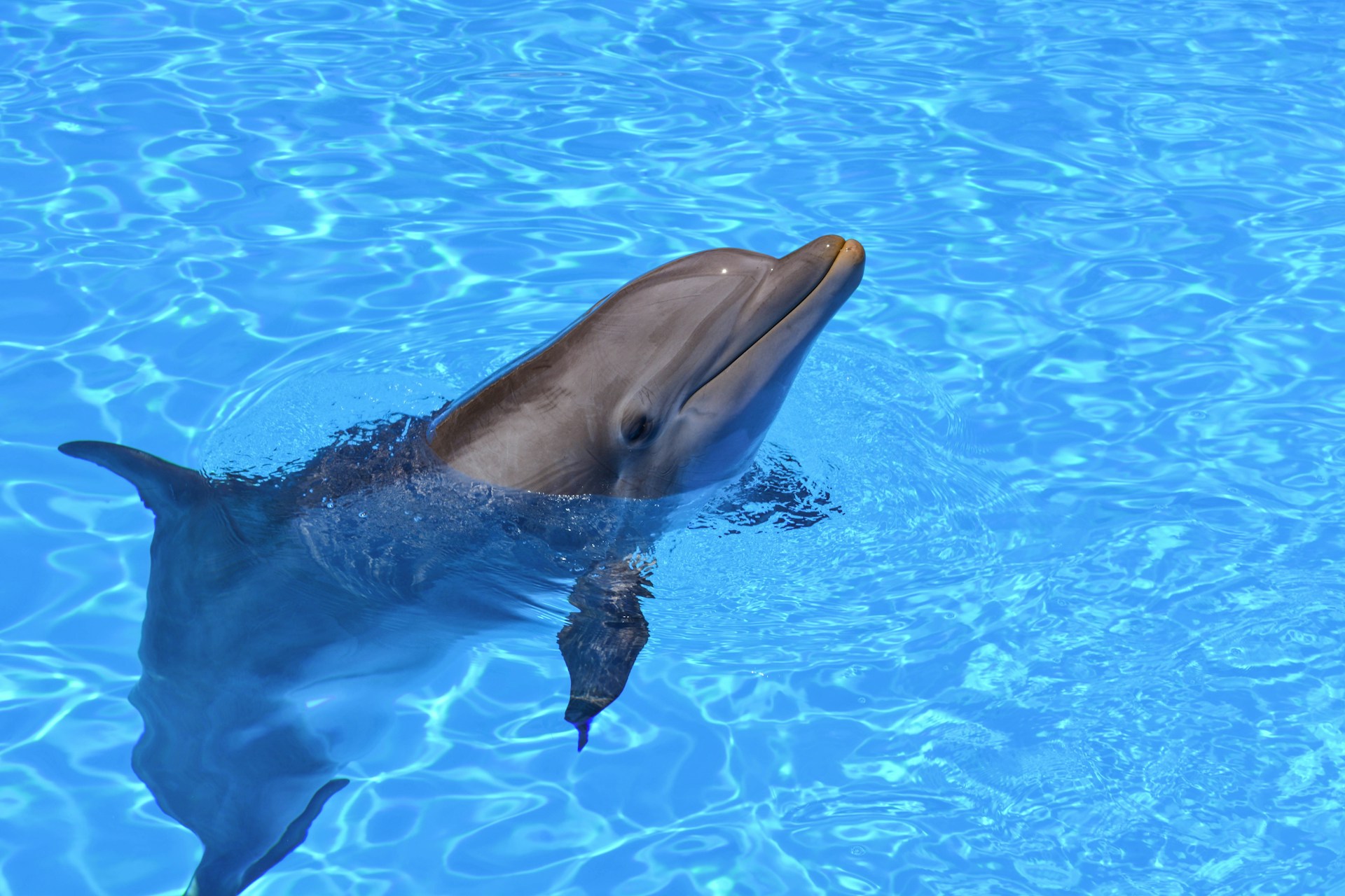 Swimming With Dolphins Dream: 15 Powerful Interpretations