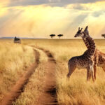 Exploring the Wild: An Unforgettable African Safari Trip