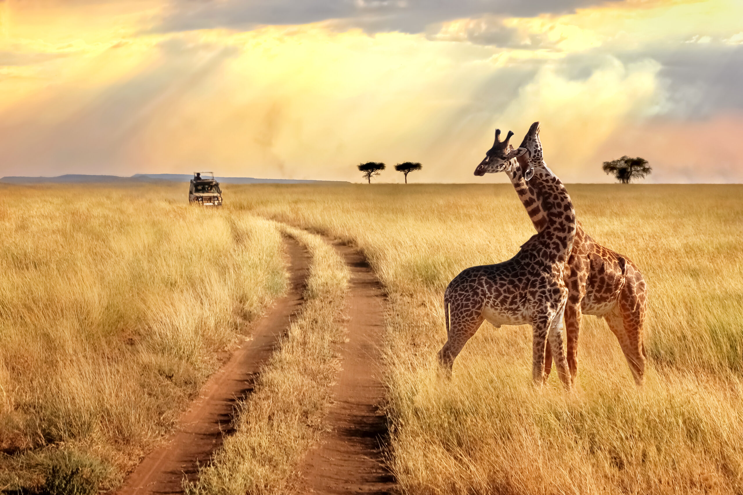 Exploring the Wild: An Unforgettable African Safari Trip