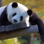 15 Tips for Moving to China