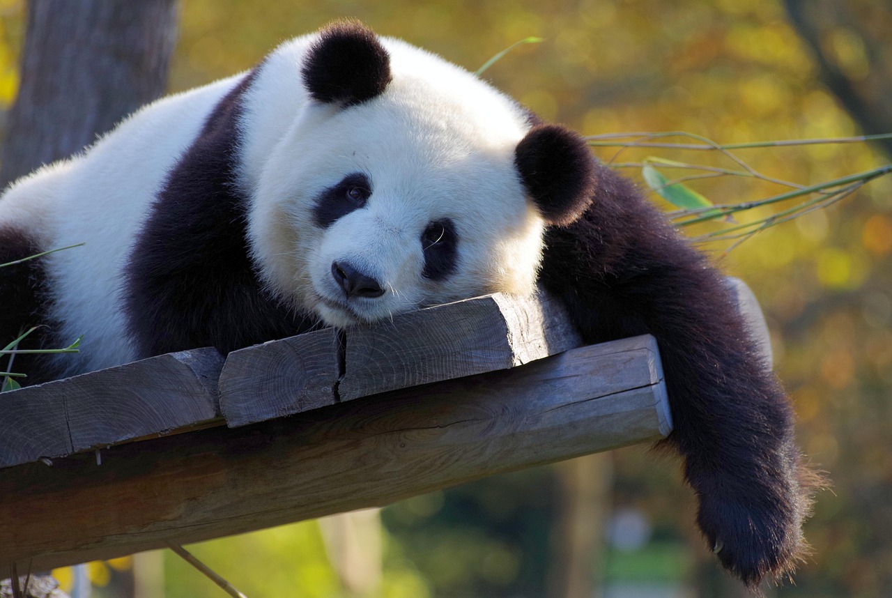 15 Tips for Moving to China