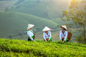Which is the best month to visit Vietnam?
