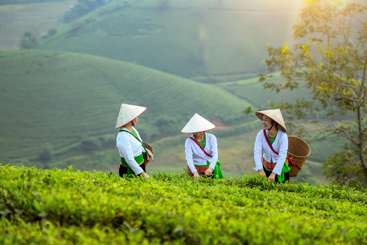 Which is the best month to visit Vietnam?